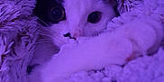 Lune participe au concours pour gagner de l'argent avec cette photo : cat, animal, pet, fur, blanket, cozy, purple_light, cute, whiskers, sleepy, indoor, face, paw, soft, warm, resting, curious, feline, comfort, snug