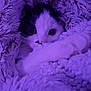 cat, animal, pet, fur, blanket, cozy, purple_light, cute, whiskers, sleepy, indoor, face, paw, soft, warm, resting, curious, feline, comfort, snug