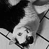 Lune a rejoint le concours — aidez-le/la à gagner de superbes lots ! cat, black_and_white, tile_floor, pet, animal, lying_down, curious, fur, whiskers, ears, eyes, domestic_cat, mammal, indoor, portrait, looking_up, cute, feline, resting, monochrome