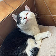 Lune participe au concours pour gagner de l'argent avec cette photo : cat, black_and_white, feline, pet, animal, indoor, cushion, tile_wall, relaxed, cozy, corner, whiskers, fur, paw, looking_up, domestic_cat, cute, resting, companion, soft