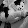 Lune participe au concours pour gagner de l'argent avec cette photo : cat, black_and_white, pet, indoor, blanket, smartphone, paw, curious, laying_down, close_up, animal, feline, whiskers, relaxed, bedroom, cozy, monochrome, portrait, domestic_animal, resting