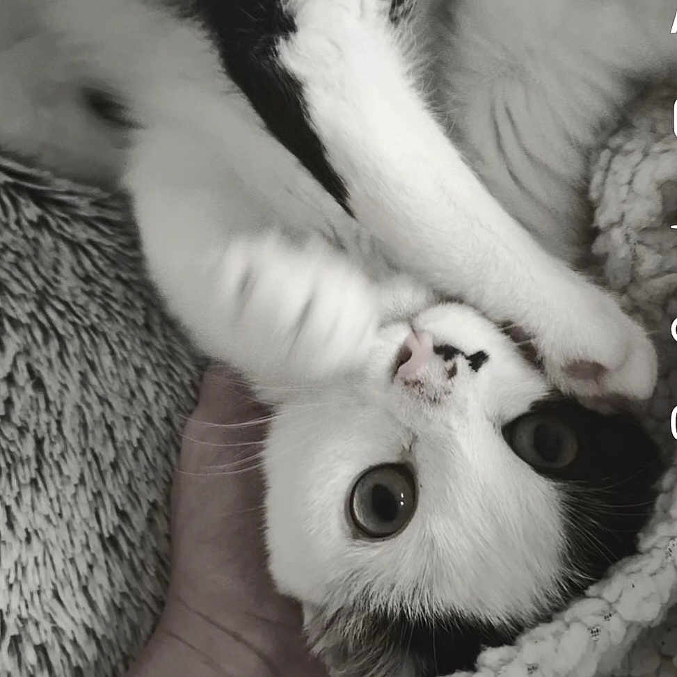 Lune a rejoint le concours — aidez-le/la à gagner de superbes lots ! animal, black_and_white, blanket, cat, close_up, companion, cozy, curious, cute, feline, fur, hand, indoor, paw, pet, resting, sleepy, soft, texture, whiskers