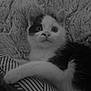 Lune a rejoint le concours — aidez-le/la à gagner de superbes lots ! kitten, cat, black_and_white, fur, whiskers, eyes, paw, blanket, pattern, texture, fabric, cute, pet, animal, indoor, resting, closeup, portrait, young, feline