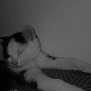 Lune a rejoint le concours — aidez-le/la à gagner de superbes lots ! kitten, cat, sleeping, black_and_white, pet, fur, whiskers, paw, resting, cozy, indoor, closeup, cute, animal, young, feline, relaxed, soft, quiet, calm