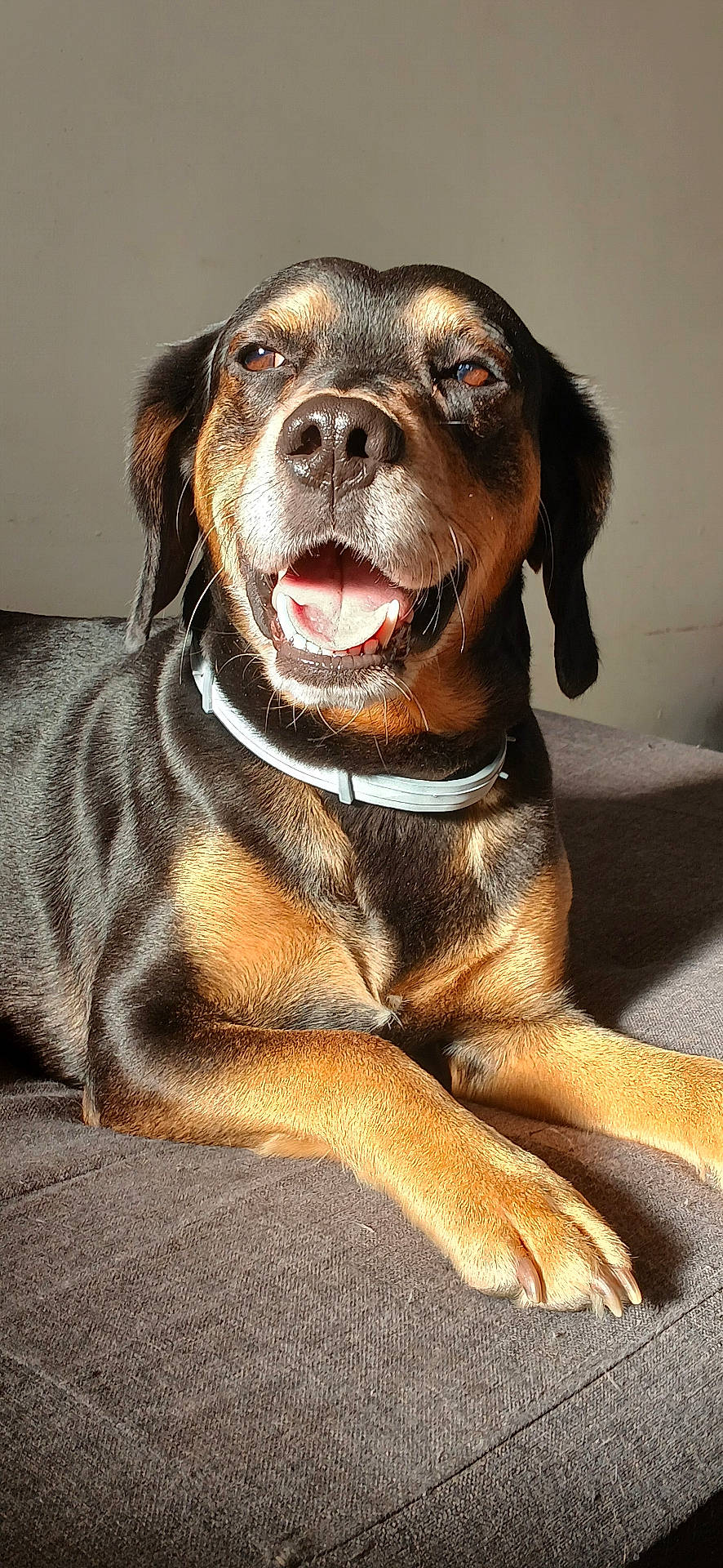 Spyke participe au concours pour gagner de l'argent avec cette photo : accessories, animal, beagle, bodypart, bulldog, canine, collar, couch, dog, furniture, hound, labradorretriever, mouth, person, pet, pointer, pug, puppy, teeth, tongue