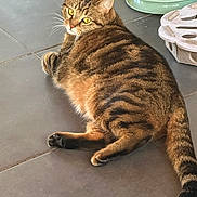 Toulouse a rejoint le concours — aidez-le/la à gagner de superbes lots ! cat, tabby, yellow_eyes, feline, pet, indoor, floor, tile, play_toy, ball, relaxed, looking_back, whiskers, striped_fur, tail, paws, domestic_animal, cute, resting, animal