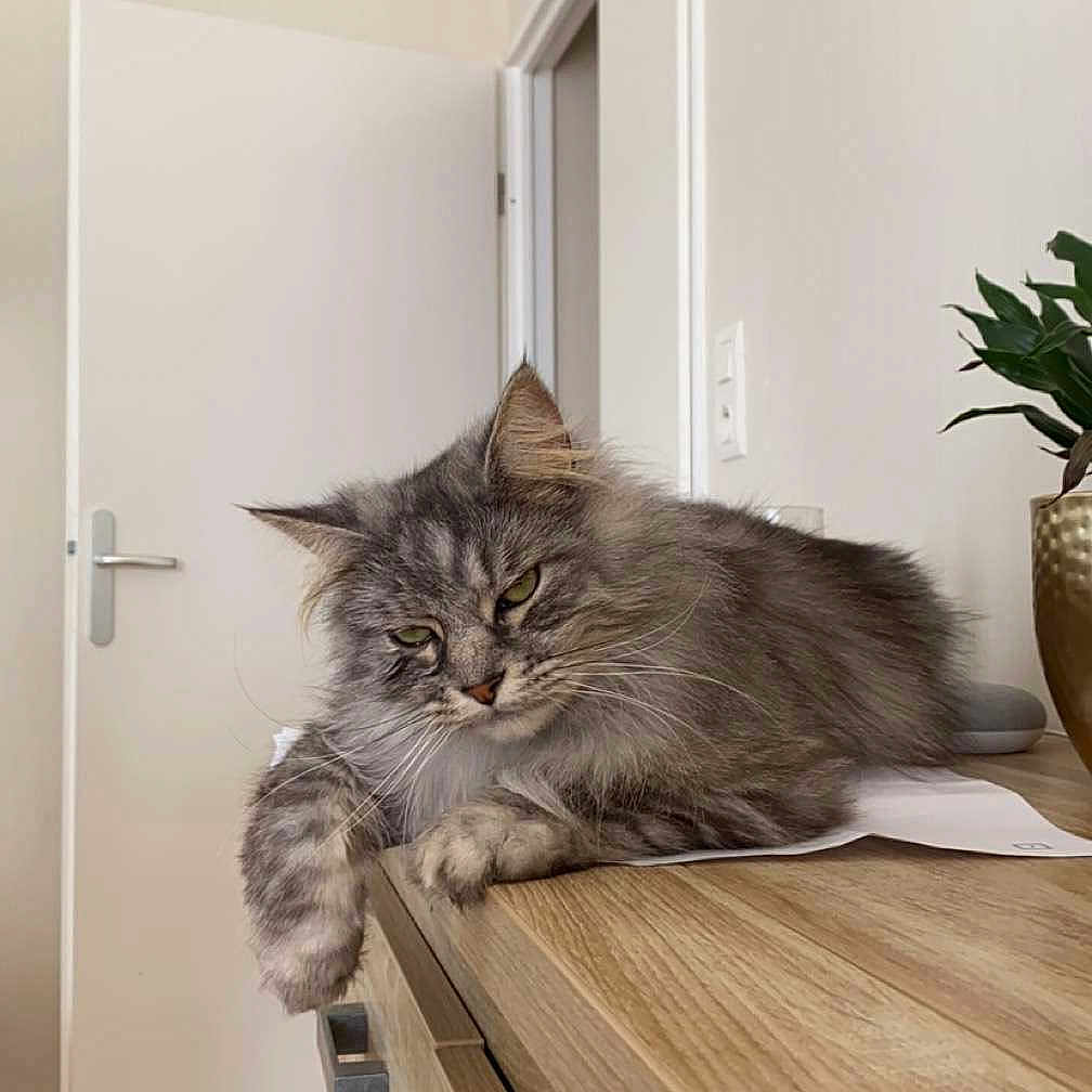 Racaille a rejoint le concours — aidez-le/la à gagner de superbes lots ! angora, animal, architecture, cat, door, drawer, furniture, hardwood, indoors, interiordesign, kitten, pet, plywood, shelf, sideboard, stainedwood, window, windowsill, wood, woodpanels
