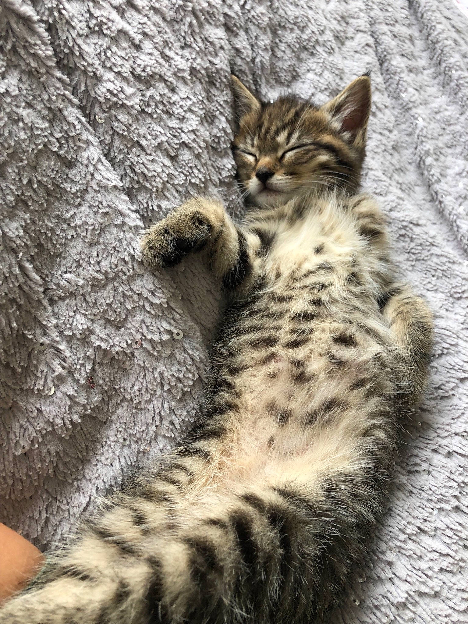 Coco joined the competition — help win amazing prizes! asian, california_spangled, carnivore, cat, domestic_short_haired_cat, dragon_li, egyptian_mau, european_shorthair, felidae, fur, kitten, mammal, pixie_bob, rusty_spotted_cat, small_to_medium_sized_cats, snout, tabby_cat, vertebrate, whiskers, wild_cat