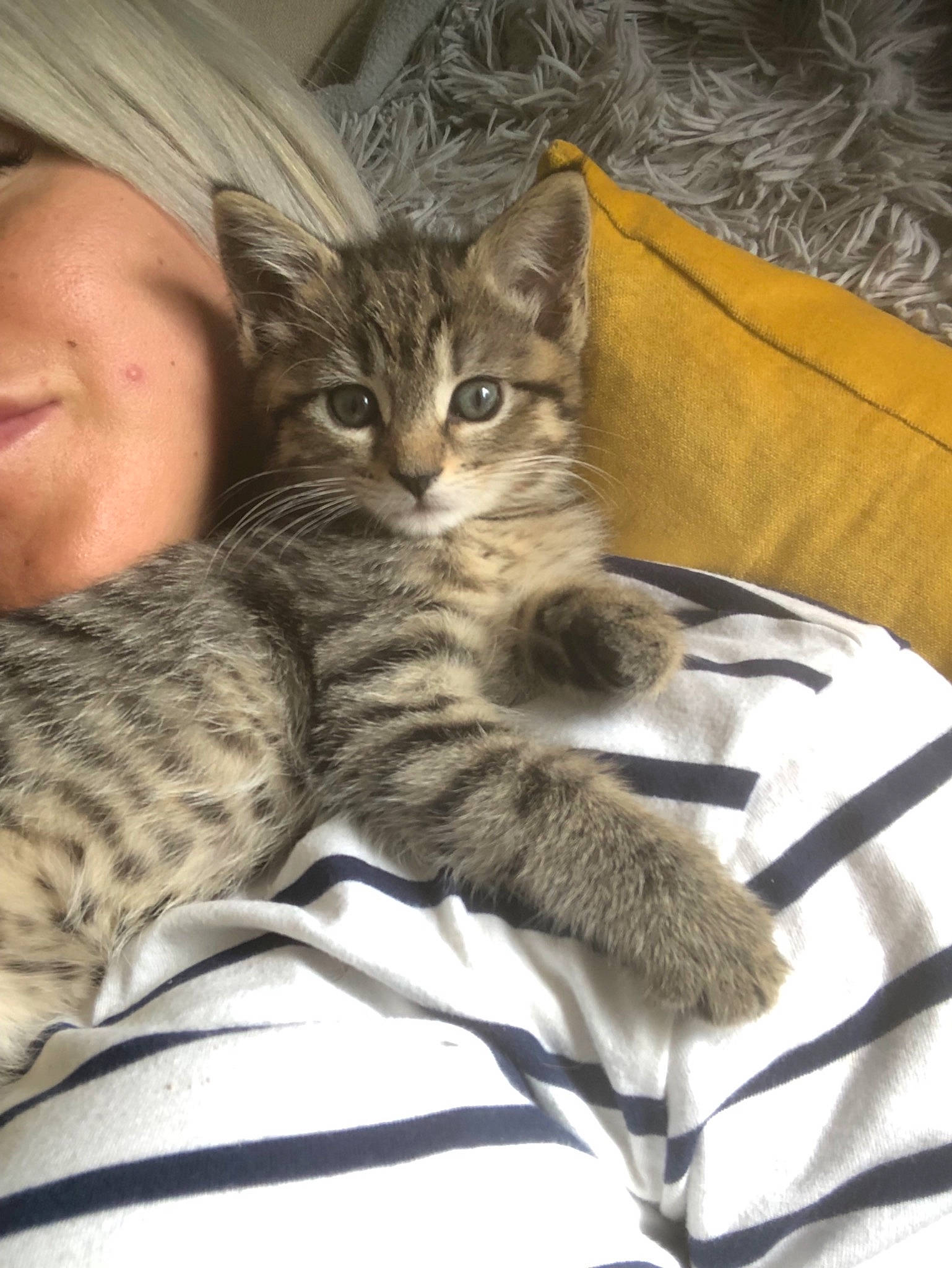 Coco is registered to the contest to win money with this photo: american_shorthair, asian, australian_mist, british_semi_longhair, california_spangled, carnivore, cat, domestic_short_haired_cat, dragon_li, egyptian_mau, european_shorthair, felidae, kitten, mammal, pixie_bob, small_to_medium_sized_cats, tabby_cat, vertebrate, whiskers, wild_cat