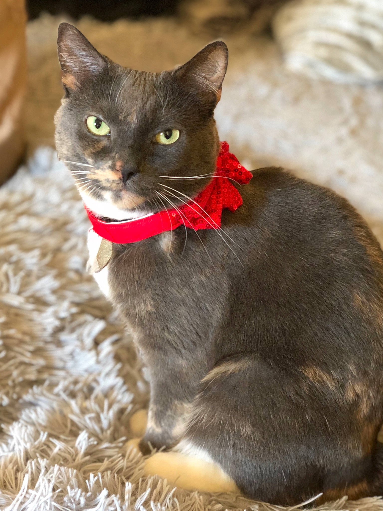 Pudding is registered to the contest to win money with this photo: asian, british_shorthair, burmese, carnivore, cat, chartreux, domestic_short_haired_cat, european_shorthair, fawn, felidae, german_rex, mammal, small_to_medium_sized_cats, snout, vertebrate, whiskers