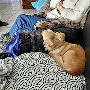 Aramis participe au concours pour gagner de l'argent avec cette photo : dog, small_dog, large_dog, couch, blanket, person, indoor, cozy, relaxing, fur, snuggling, seated, home, casual, comfort, resting, blue_bandana, patterned_pillow, jeans, sweater