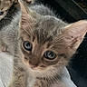 animals, cats, close_up, cozy, curious, cute, ears, eyes, furry, gray_cat, indoor, kitten, kittens, multiple_animals, pet, phone_screenshot, portrait, tabby, towel, whiskers