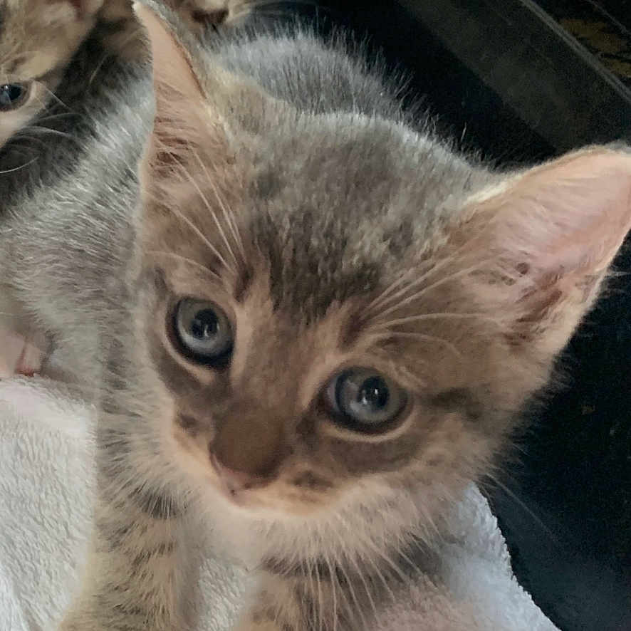 Nala