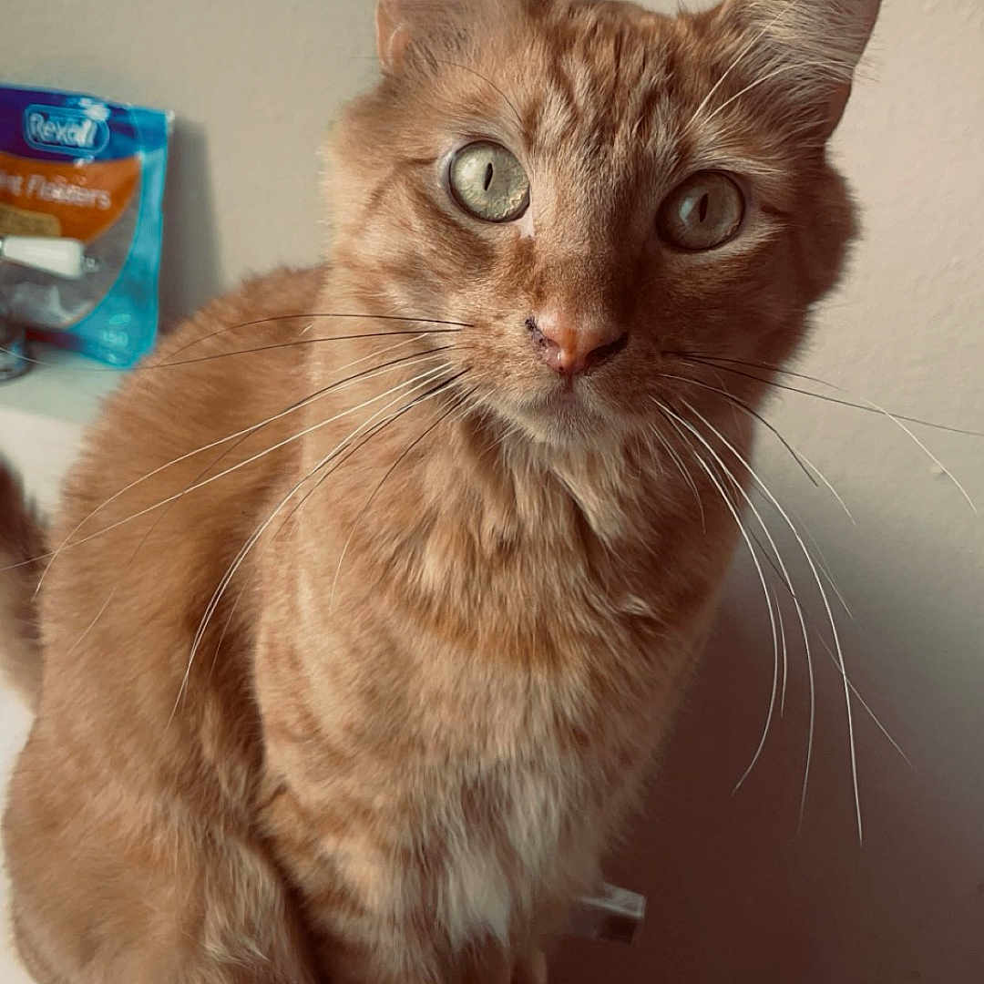 Chester joined the competition — help win amazing prizes! abyssinian, angora, animal, birthdaycake, cake, cat, cream, cross, dessert, face, food, heart, indoors, interiordesign, kitten, loveheartsymbol, manx, pet, symbol, text