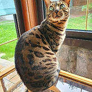 Hermès participe au concours pour gagner de l'argent avec cette photo : cat, bengal_cat, window, glass_table, green_eyes, fur, spots, indoor, curious, pet, animal, sitting, looking_up, daylight, reflection, wooden_frame, garden, nature, domestic_cat, feline