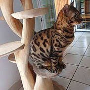 Hermès participe au concours pour gagner de l'argent avec cette photo : animal, bengal_cat, brown, cat, cat_tree, curious, domestic_cat, feline, furniture, home, indoor, looking_sideways, natural_light, patterned_fur, perch, pet, sitting, spots, tile_floor, wood