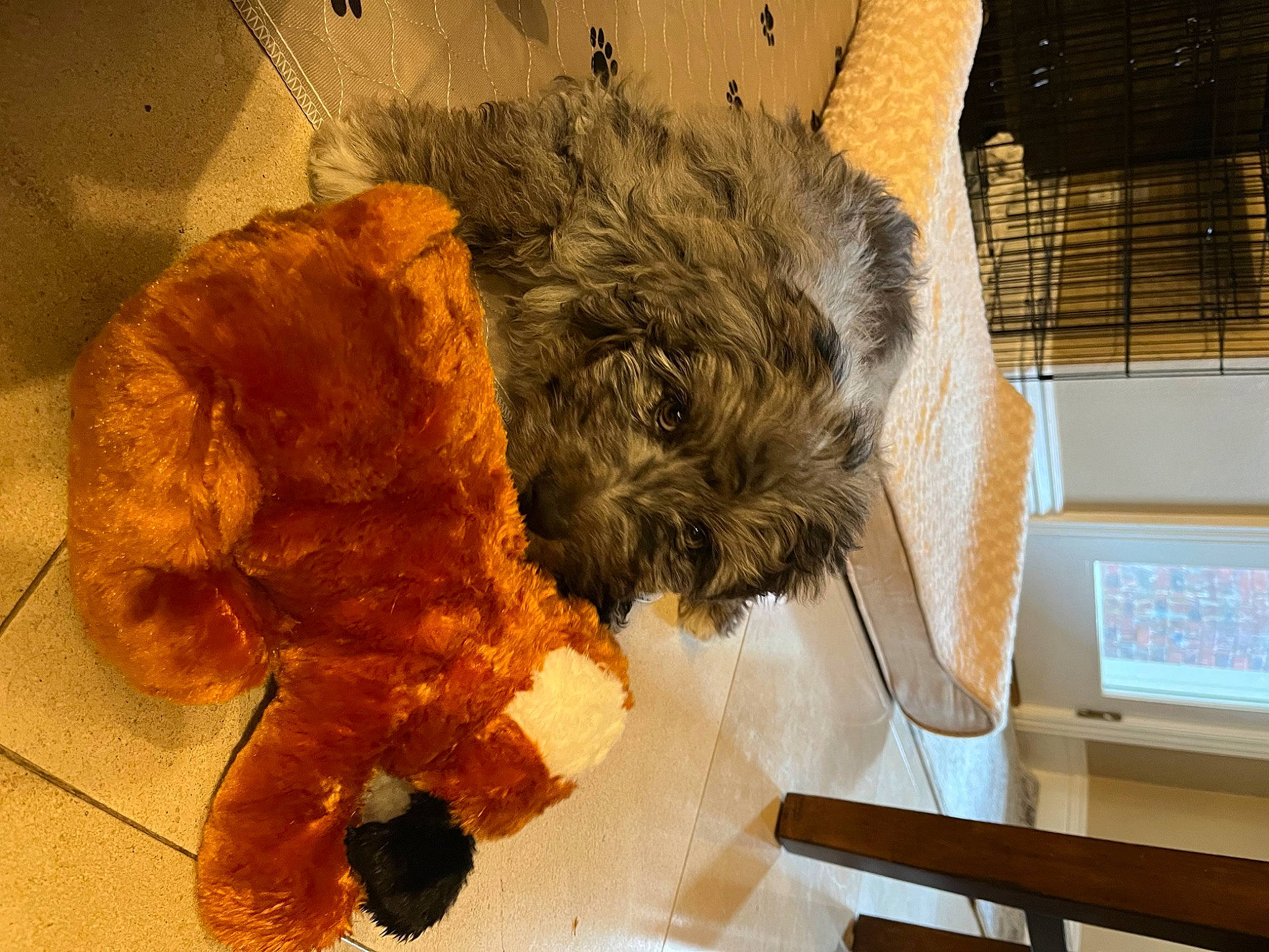 Baylee is registered to the contest to win money with this photo: animal_product, art, canidae, carnivore, claw, companion_dog, dog_breed, feather, felidae, flooring, fur, fur_clothing, laptop, liver, small_to_medium_sized_cats, snout, sporting_group, tail, window, wing