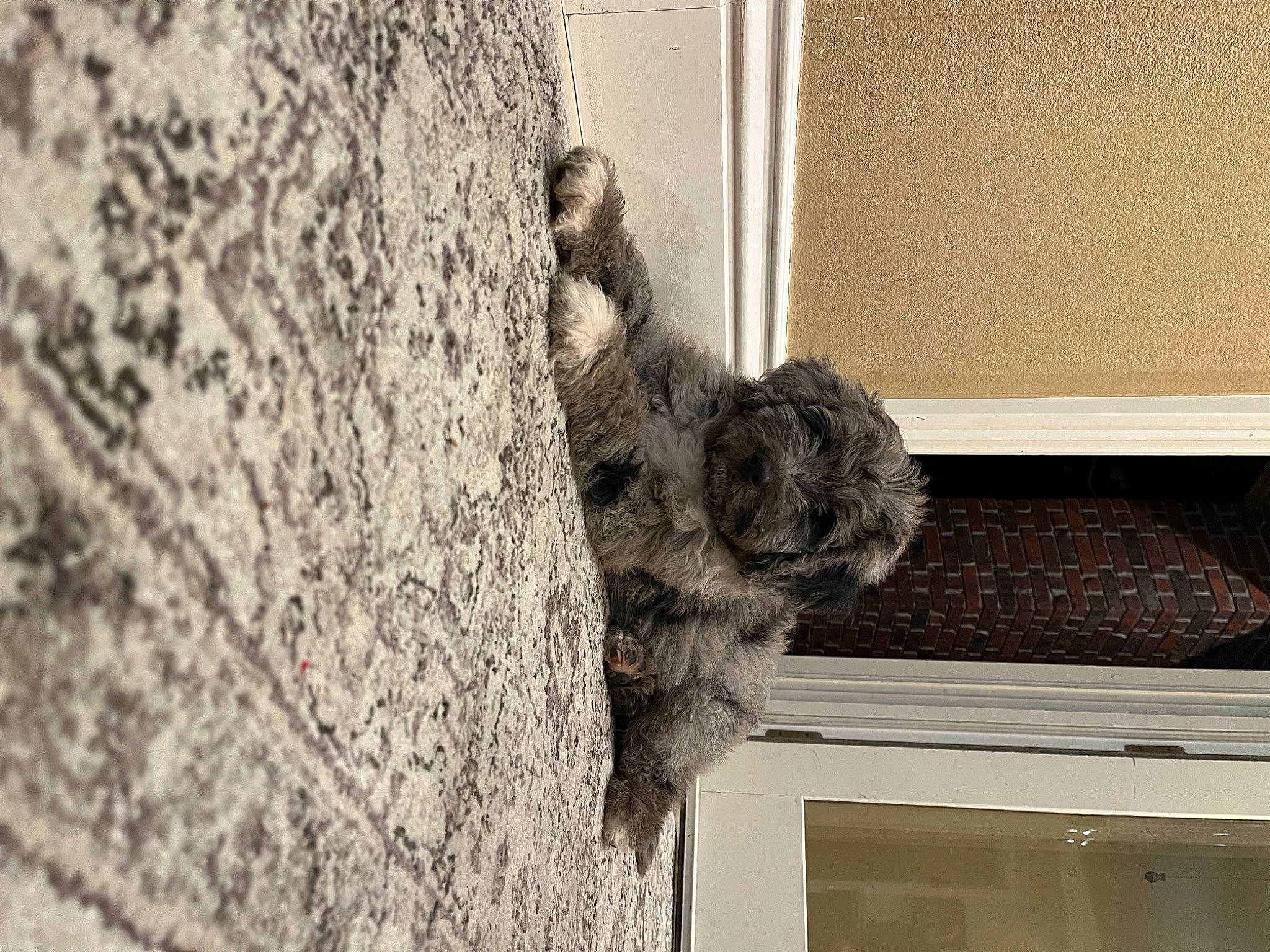 Baylee joined the competition — help win amazing prizes! art, canidae, carnivore, dog, dog_breed, fur, grey, rope, sash_window, snout, sporting_group, tail, toy, trunk, water_dog, window, wood