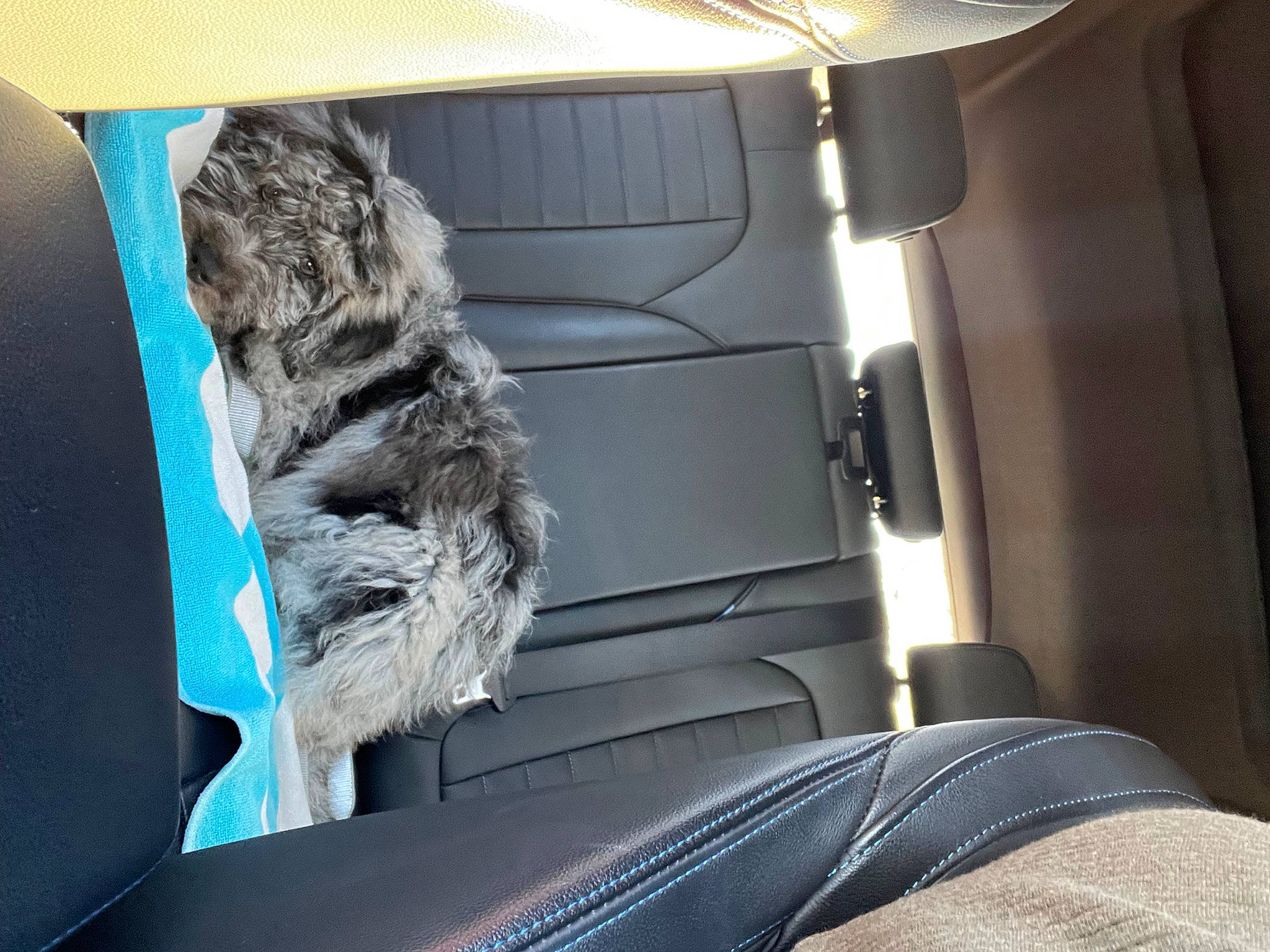 Baylee joined the competition — help win amazing prizes! auto_part, automotive_design, automotive_exterior, automotive_tire, automotive_window_part, car, car_seat, car_seat_cover, carnivore, comfort, family_car, felidae, fur, luxury_vehicle, motor_vehicle, personal_luxury_car, vehicle, vehicle_door, window, windshield