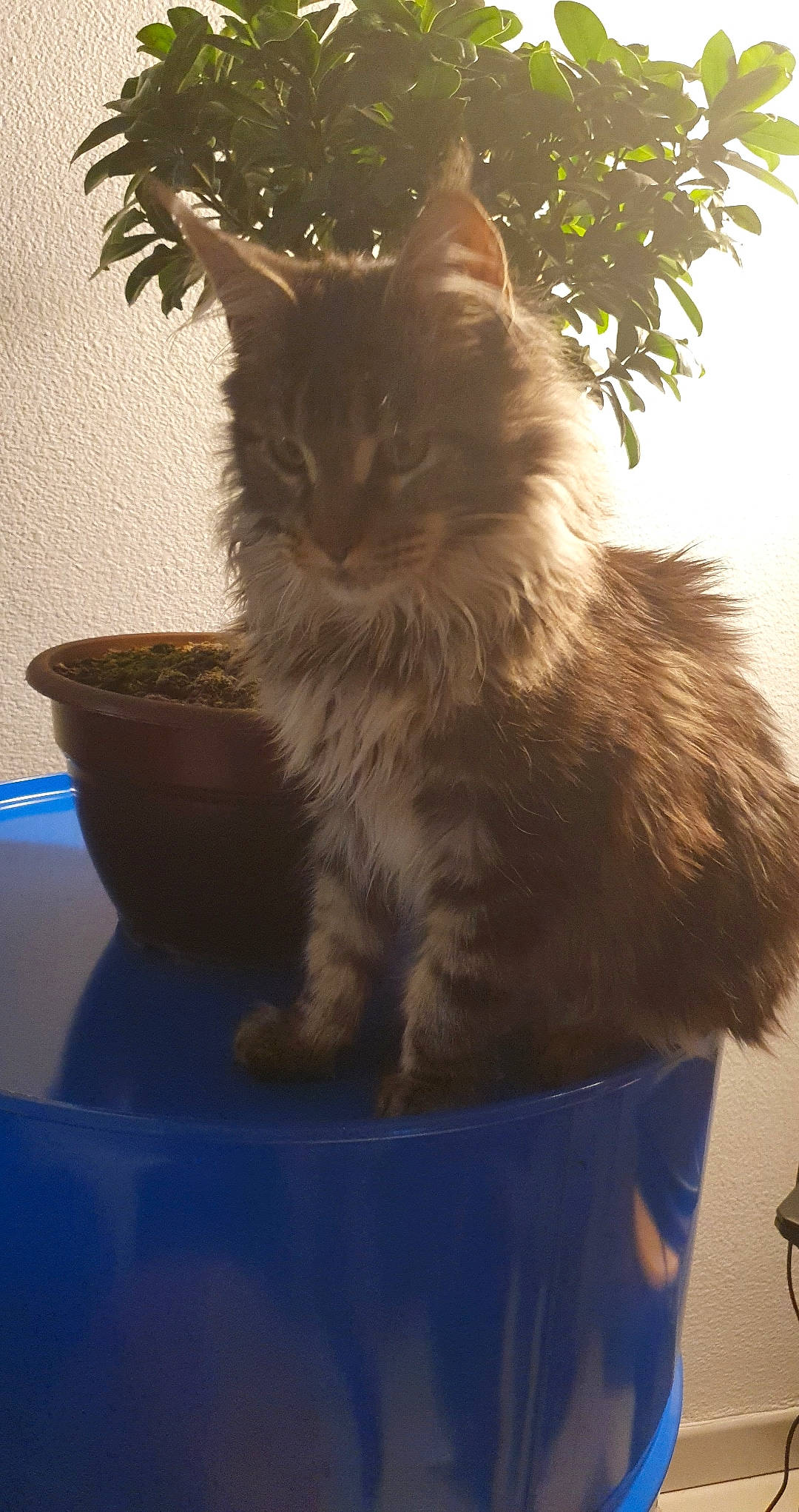 Rio a rejoint le concours — aidez-le/la à gagner de superbes lots ! blue, box, british_longhair, carnivore, cat, claw, fawn, felidae, flowerpot, fur, houseplant, maine_coon, paw, plant, small_to_medium_sized_cats, snout, tail, whiskers, window, wood