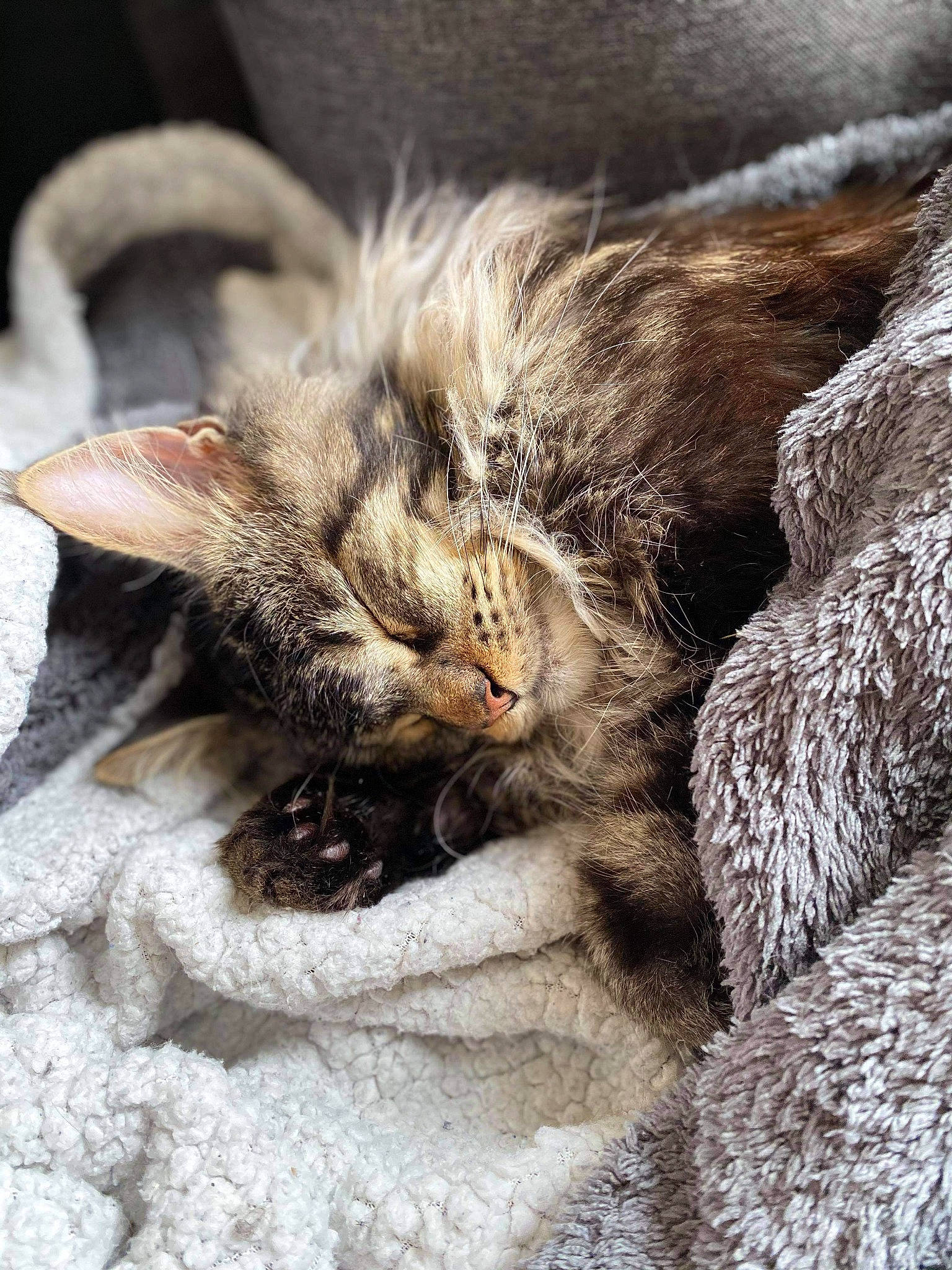 Rio a rejoint le concours — aidez-le/la à gagner de superbes lots ! carnivore, cat, claw, close_up, domestic_short_haired_cat, fawn, felidae, fur, mammal, nap, paw, sleep, small_to_medium_sized_cats, snout, tail, terrestrial_animal, vertebrate, whiskers, wildlife, wood