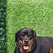 Apollo joined the competition — help win amazing prizes! rottweiler, dog, pet, grass, artificial_grass, green, chair, animal, canine, happy, tongue_out, fur, collar, indoor, leafy_background, sign, relaxed, portrait, smiling, sitting