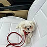 Chole is registered to the contest to win money with this photo: puppy, dog, white_dog, leash, red_leash, car_interior, car_seat, white_seat, pet, cute, small_dog, fluffy, animal, indoor, leather_seat, adorable, companion, relaxed, looking_up, pet_accessory