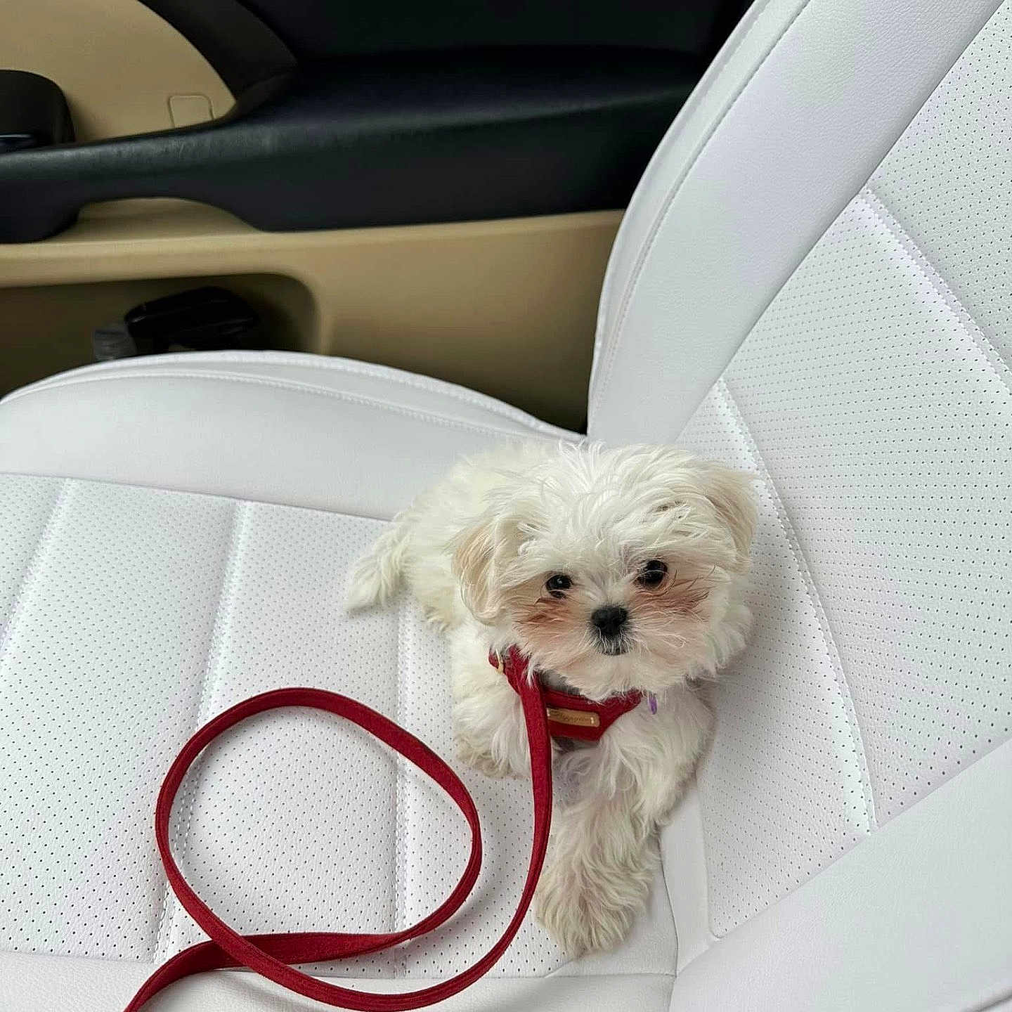 Chole is registered to the contest to win money with this photo: puppy, dog, white_dog, leash, red_leash, car_interior, car_seat, white_seat, pet, cute, small_dog, fluffy, animal, indoor, leather_seat, adorable, companion, relaxed, looking_up, pet_accessory