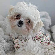 Chole is registered to the contest to win money with this photo: puppy, dog, white, fluffy, cute, pet, animal, blanket, cozy, soft, indoor, portrait, small_dog, fur, face, clothing, curious, snuggled, cute_outfit, adorable