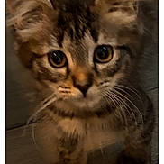 Ruby joined the competition — help win amazing prizes! kitten, tabby_cat, cat, pet, animal, close_up, indoor, young, curious, fur, whiskers, face, ears, eyes, floor, dim_light, cute, small, portrait, domestic_animal