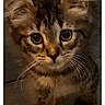 kitten, tabby_cat, cat, pet, animal, close_up, indoor, young, curious, fur, whiskers, face, ears, eyes, floor, dim_light, cute, small, portrait, domestic_animal