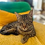 Angus participe au concours pour gagner de l'argent avec cette photo : cat, tabby_cat, animal, pet, feline, indoor, yellow_towel, green_background, close_up, portrait, relaxed, lying_down, whiskers, ears, fur, eyes, paw, cozy, home, domestic
