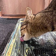 Angus a rejoint le concours — aidez-le/la à gagner de superbes lots ! cat, tabby, licking, glass_dish, food_remnants, indoor, carpet, feline, pet, animal, close_up, tongue, curious, brown, striped, fur, domestic_cat, cleaning, container, texture