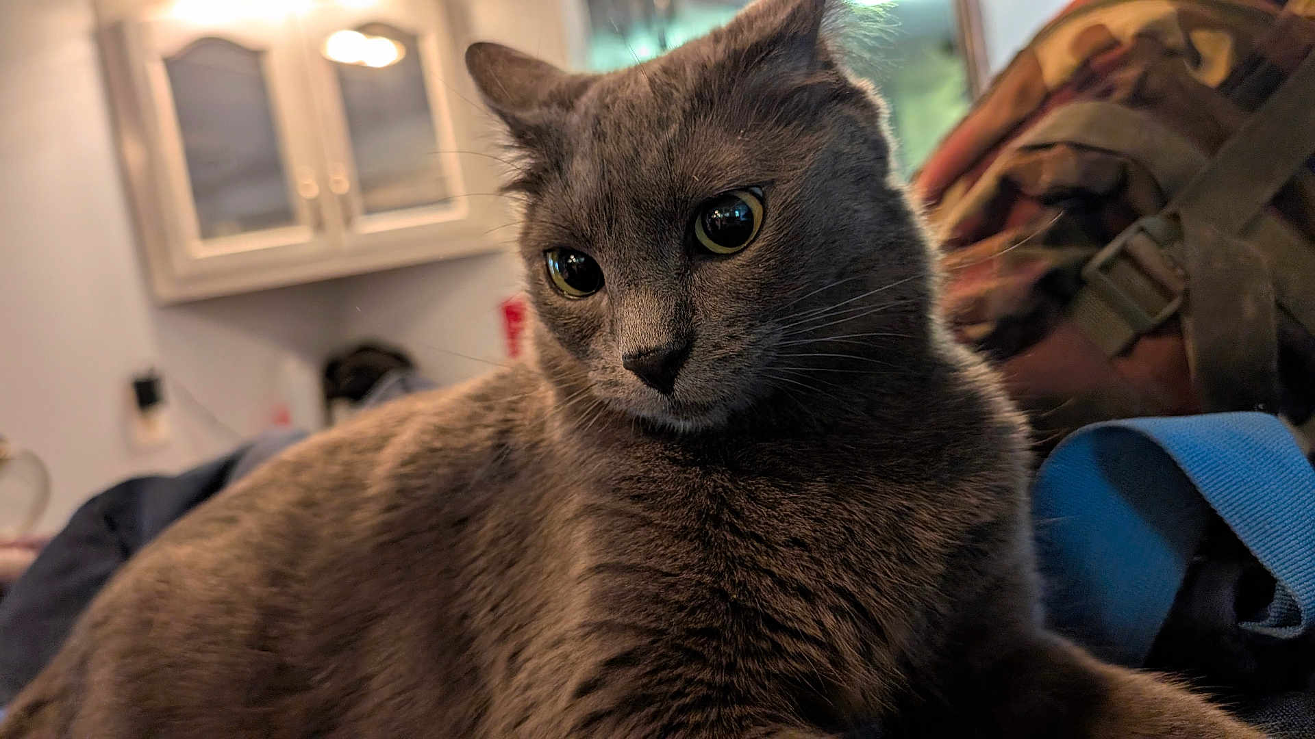 Turbo joined the competition — help win amazing prizes! cat, gray_cat, indoor, close_up, feline, pet, animal, curious, whiskers, fur, eyes, cabinet, backpack, blue_strap, soft_light, household, cozy, domestic, portrait, mammal