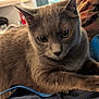 Turbo is registered to the contest to win money with this photo: cat, gray_cat, pet, animal, fur, whiskers, close_up, indoor, curious, resting, blue_strap, fabric, soft_focus, domestic_cat, mammal, looking_down, cute, feline, relaxed, portrait