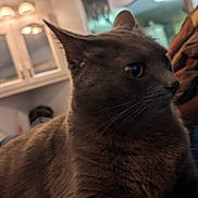 Turbo joined the competition — help win amazing prizes! cat, gray_cat, indoor, close_up, furniture, cabinet, clothing, blue_strap, pet, animal, whiskers, ears, fur, looking_away, cozy, home, domestic, relaxed, side_profile, mammal