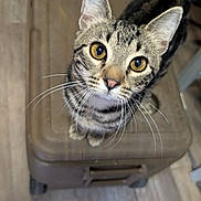 Diesel is registered to the contest to win money with this photo: animal, brown, cat, close_up, container, curious, domestic_cat, ears, feline, floor, gray, indoor, looking_up, pet, pink_sneaker, shoe, striped, tabby_cat, whiskers, wood_floor