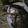animal, carpet, cat, collar, cord, cozy, domestic_animal, fur, home, indoor, paws, pet_bed, quiet, relaxed, resting, sleeping, stretching, tabby, texture, whiskers