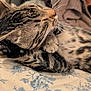 animal, blanket, cat, closeup, cozy, cute, feline, floral, fur, indoor, mammal, pattern, paws, pet, relaxed, resting, sleeping, soft, tabby, whiskers