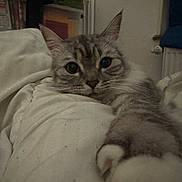 Samsara a rejoint le concours — aidez-le/la à gagner de superbes lots ! cat, pet, feline, paw, blanket, indoors, curious, fur, closeup, resting, cozy, home, soft, stretching, whiskers, ears, face, looking, cute, animal