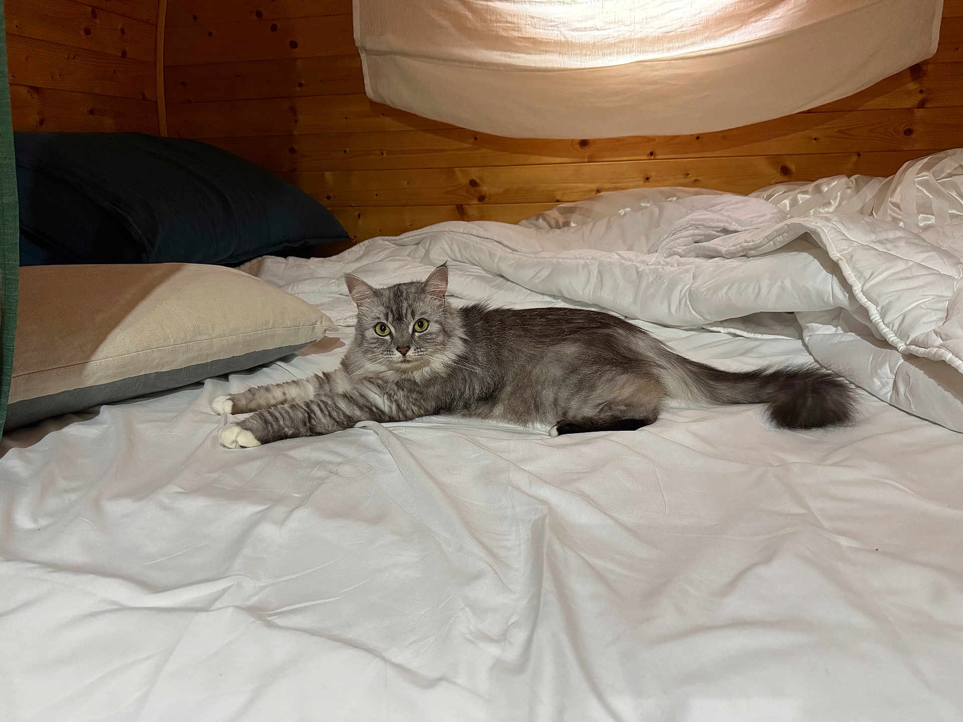 Samsara participe au concours pour gagner de l'argent avec cette photo : cat, gray_tabby, white_paws, bed, pillows, blankets, wooden_wall, indoor, cozy, feline, pet, stretching, fur, domestic_cat, resting, curious, eyes, whiskers, tail, sleeping_area