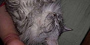 Samsara a rejoint le concours — aidez-le/la à gagner de superbes lots ! cat, sleeping, fluffy, gray, white, fur, pet, animal, closeup, relaxing, foot, human, resting, indoors, cozy, soft, whiskers, ear, nose, peaceful