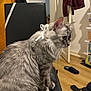 Samsara a rejoint le concours — aidez-le/la à gagner de superbes lots ! cat, gray_cat, ribbon, chair, indoor, furniture, wood_floor, slippers, jacket, door, pet, animal, domestic, fur, whiskers, side_view, focused, cozy, home, sitting