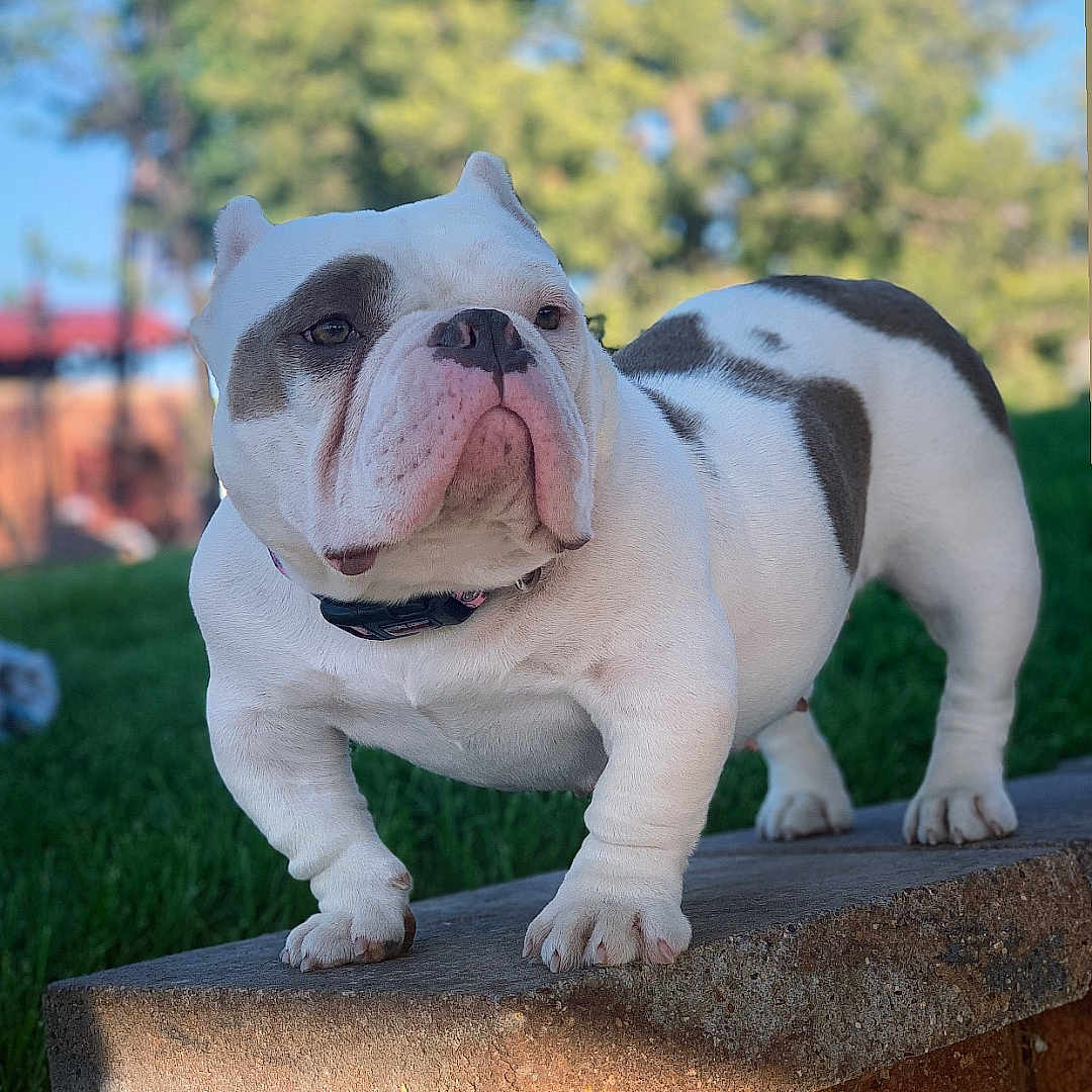 Bella joined the competition — help win amazing prizes! animal, bench, brown_spots, bulldog, canine, collar, daytime, dog, ears, fur, grass, mammal, nature, outdoor, pet, portrait, snout, standing, sunlight, white