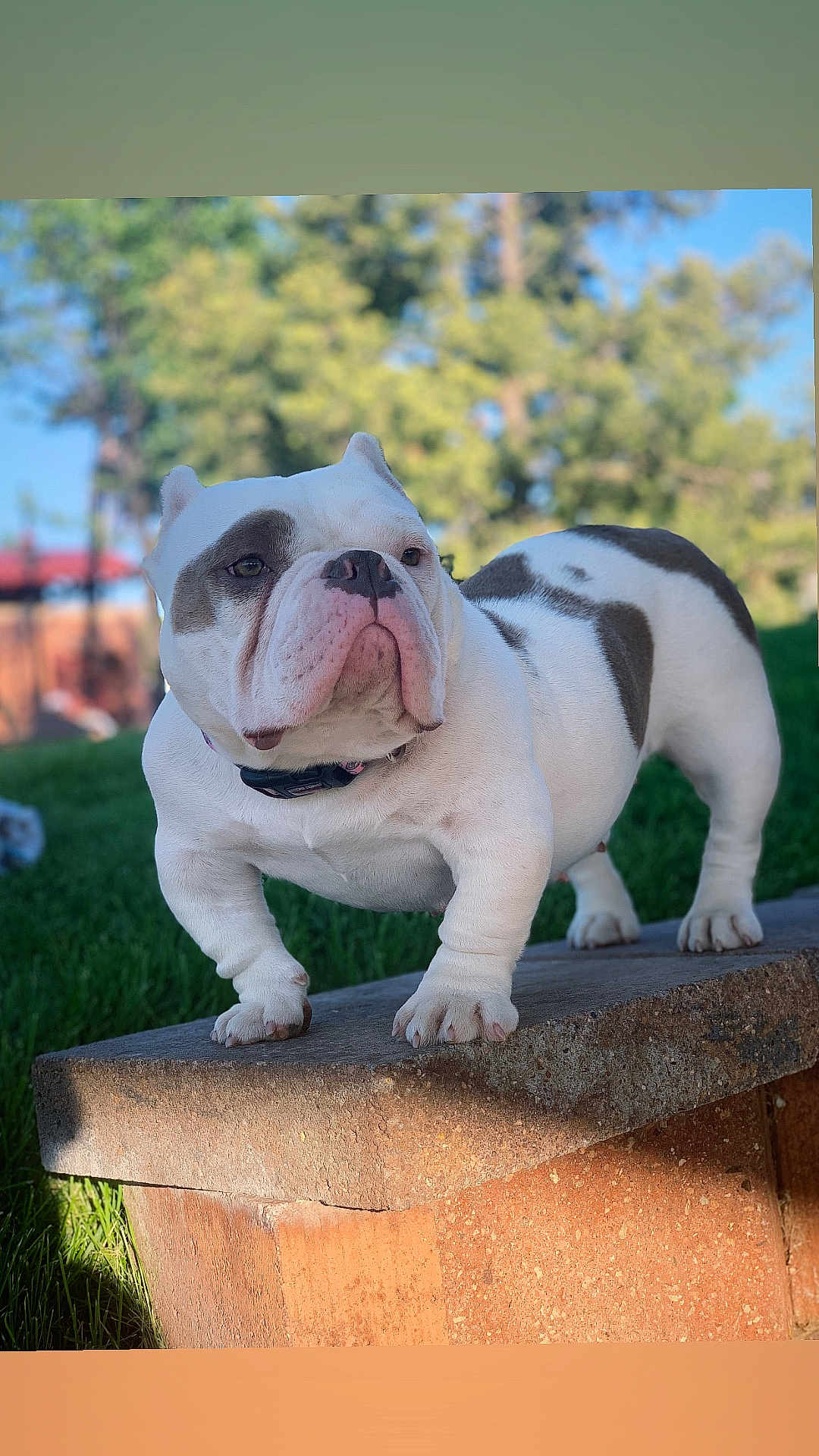 Bella joined the competition — help win amazing prizes! bulldog, dog, outdoor, grass, bench, pet, animal, sunlight, nature, mammal, white, brown_spots, collar, portrait, standing, daytime, canine, fur, snout, ears