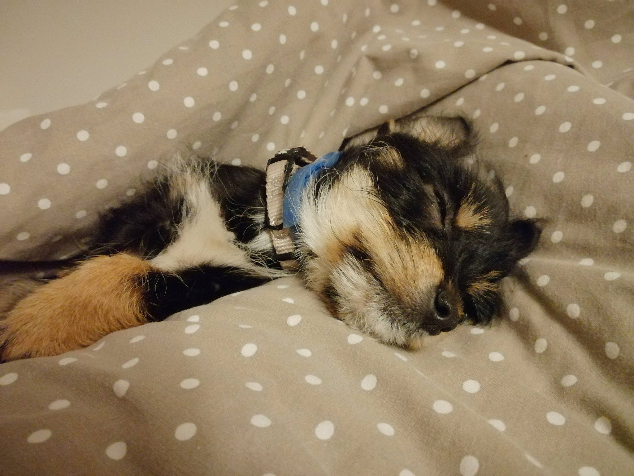 Odette participe au concours pour gagner de l'argent avec cette photo : canidae, carnivore, cat, dog, dog_breed, ear, felidae, fur, kitten, morkie, nap, paw, puppy, shih_tzu, sleep, small_to_medium_sized_cats, tail, whiskers