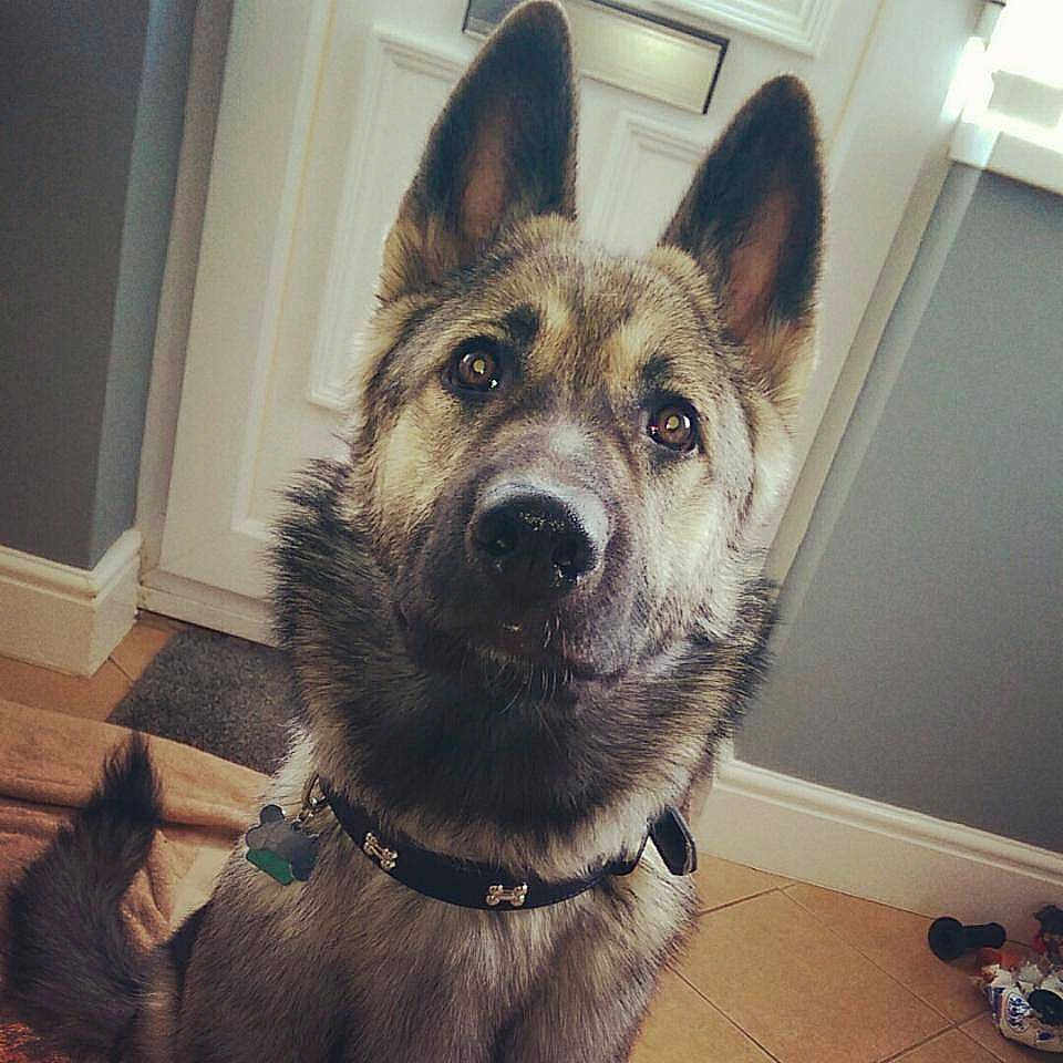 Rex