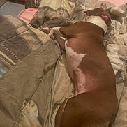 Mathea participe au concours pour gagner de l'argent avec cette photo : dog, sleeping, bed, blanket, bedding, brown_and_white, canine, indoor, cozy, resting, paw, pet, soft_lighting, side_view, sneakers, floor, low_light, mammal, domestic, blanket_pattern