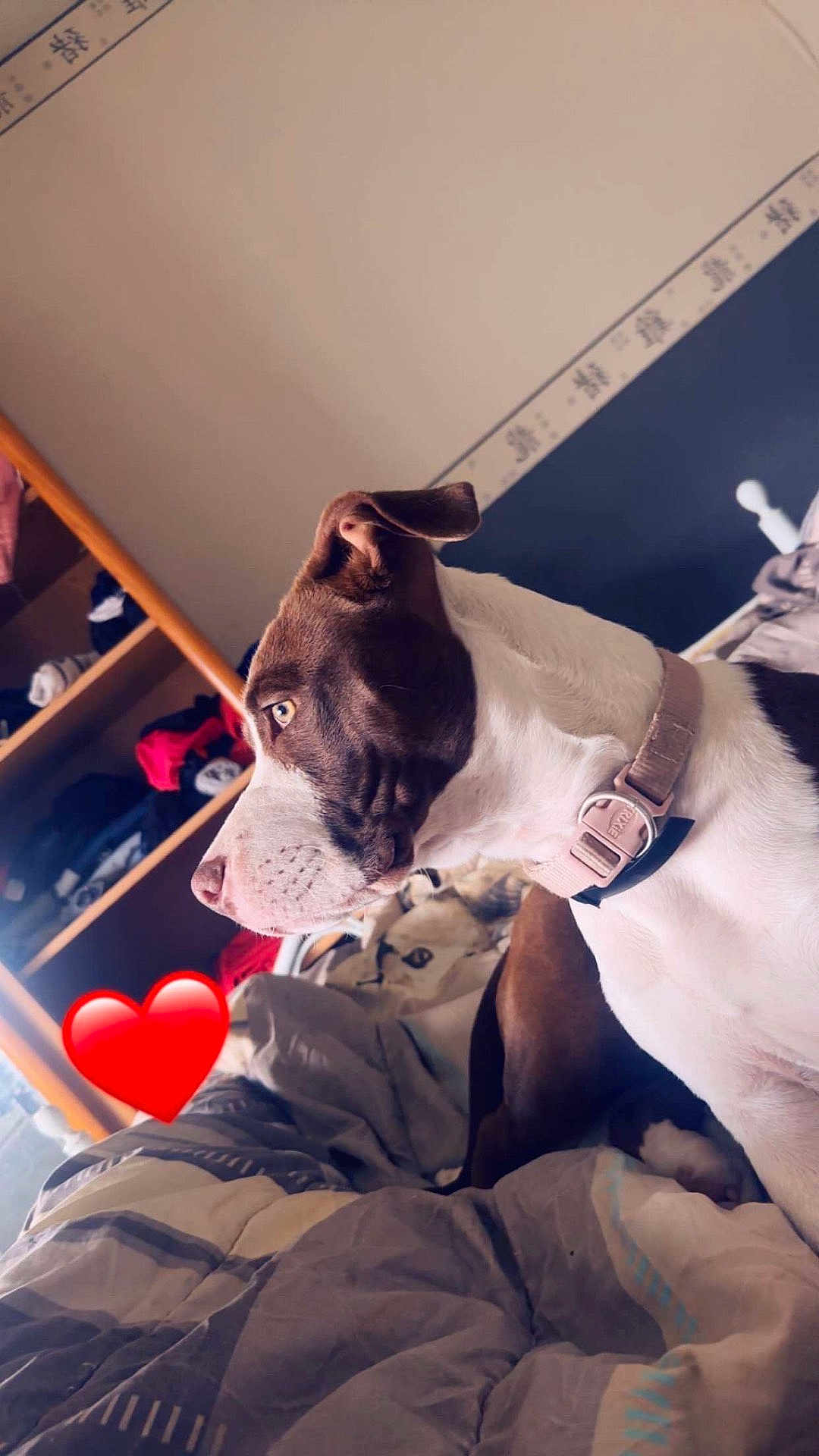 Mathea participe au concours pour gagner de l'argent avec cette photo : dog, pit_bull, profile, face, bed, blanket, collar, bedroom, shelves, clothes, heart_sticker, pet, portrait, side_view, attentive, indoor, bedding, furniture, cute, canine