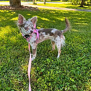 Novina joined the competition — help win amazing prizes! alert, animal, canine, daytime, dog, ears_up, grass, greenery, leash, nature, outdoor, park, pet, pink_harness, small_dog, spotted_fur, summer, sunlight, tree, walking